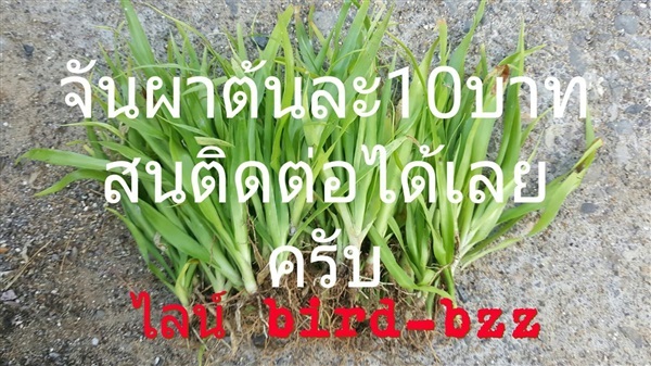 จันผา