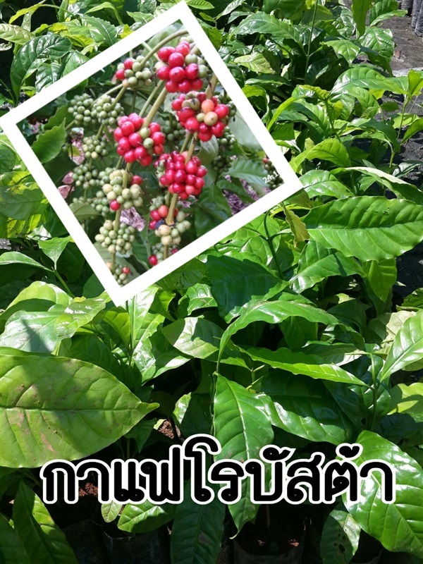 กาแฟโรบัสต้า | สวนใหม่พฤกษา นานาพันธุ์ไม้ - ปากพลี นครนายก