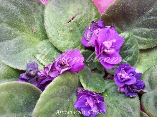 African violet | MAomblooms - แม่เมาะ ลำปาง