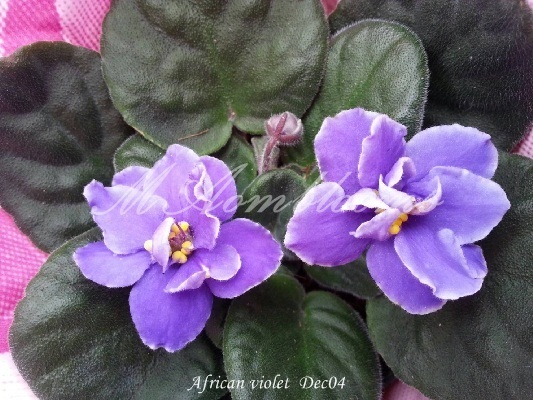 African violet | MAomblooms - แม่เมาะ ลำปาง