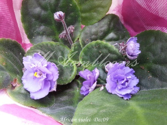 African violet | MAomblooms - แม่เมาะ ลำปาง