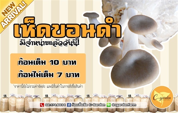 ก้อนเชื้อเห็ดขอนดำ 30 ก้อน | C-Garden Farm - บางพลี สมุทรปราการ