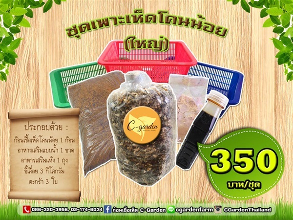 ชุดเพาะเห็ดโคนน้อยใหญ่ | C-Garden Farm - บางพลี สมุทรปราการ