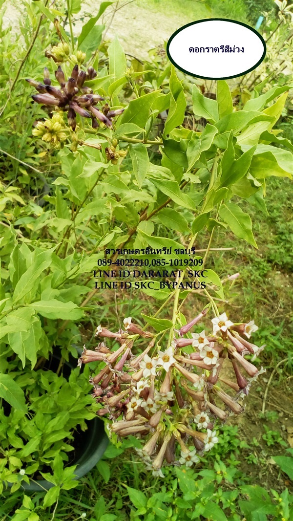 ขายต้นดอกราตรีสีม่วง | สวนเกษตรอินทรีย์ - พนัสนิคม ชลบุรี