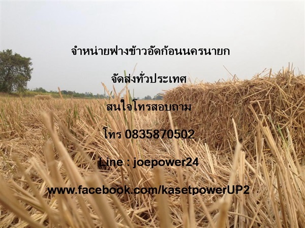 ฟางข้าวอัดก้อน | ฟางข้าวอัดก้อนนครนายก - เมืองนครนายก นครนายก