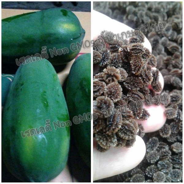 มะละกอเรดเลดี้ | วีณาเกษตรไทย - ธัญบุรี ปทุมธานี