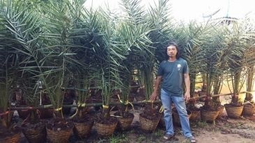 ต้นอินทผลัมเพาะเลี้ยงเนื้อเยื่อ บาฮี และ คาลาล ใหญ่ | อินทผลัมกาญจน์ Kanchanaburi Date Palm  - ท่าม่วง กาญจนบุรี