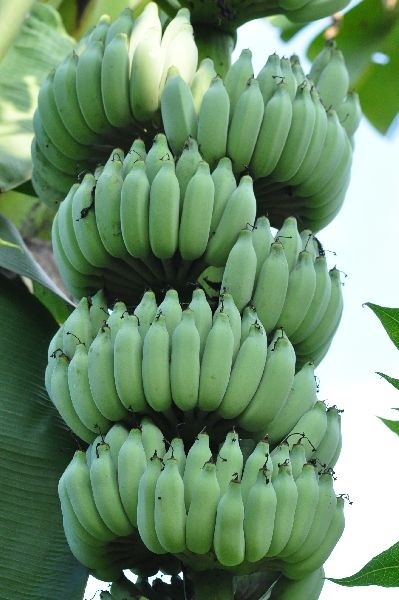กล้วยผลสวย เครือยาว หวีใหญ่ | สวนกล้วยหมื่นหวีดาวดอนแย้ - ด่านช้าง สุพรรณบุรี