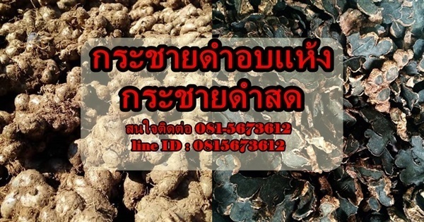 ขาย กระชาย ดำ   | Thaiherb.supply - บางนา กรุงเทพมหานคร