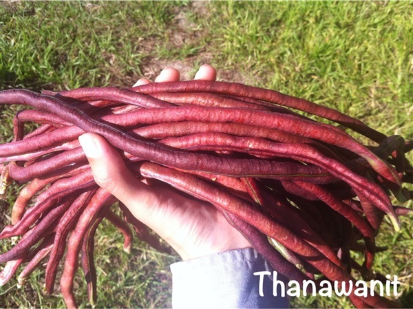 เมล็ดอินทรีย์ถั่วฝักยาวแดง | Thanawanit - ขลุง จันทบุรี