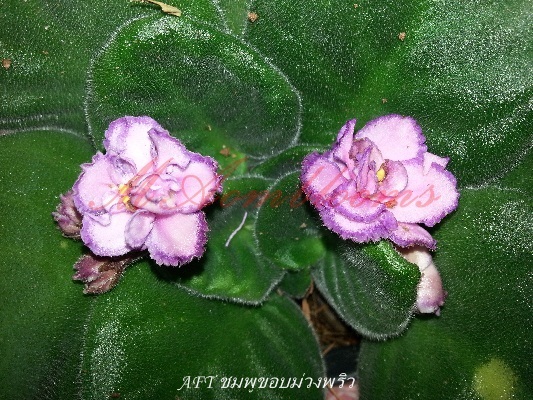 African violet Tomorrow Pink Ice | MAomblooms - แม่เมาะ ลำปาง