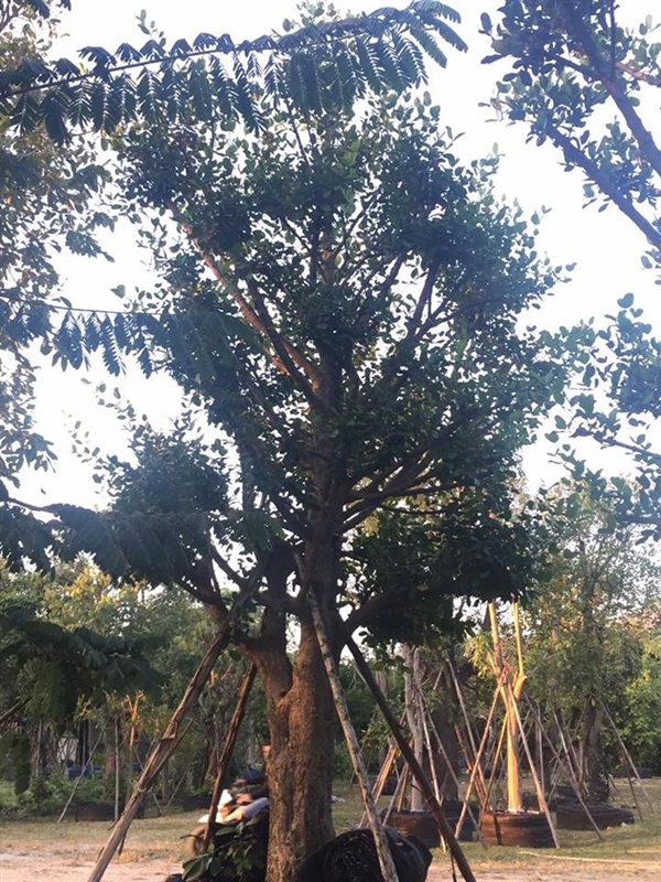 ต้นมั่งมี 13 นิ้ว | ปังปอนด์  การ์เดน - แก่งคอย สระบุรี