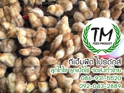 ลูกไก่ไข่,ขายลูกไก่ไข่,ไก่ไข่จัดส่งทั่วประเทศ | ทีเอ็มฟีดฟาร์ม - เมืองพิจิตร พิจิตร