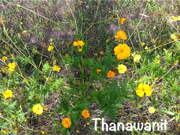 เมล็ดอินทรีย์ดาวกระจายสีเหลือง | Thanawanit - ขลุง จันทบุรี