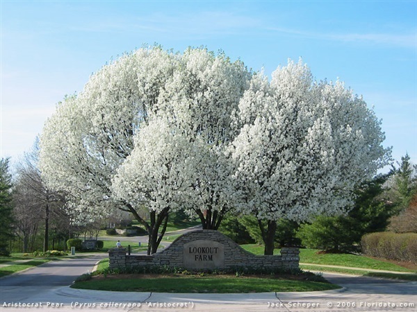 ต้นแบรดฟอร์ดแพร์ Bradford Pear