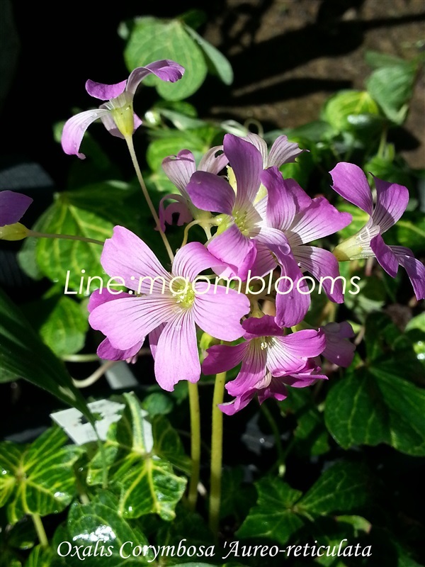 Oxalis Corymbosa 'Aureo-reticulata' | MAomblooms - แม่เมาะ ลำปาง