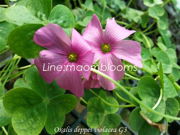 Oxalis deppei violacea G3 | MAomblooms - แม่เมาะ ลำปาง