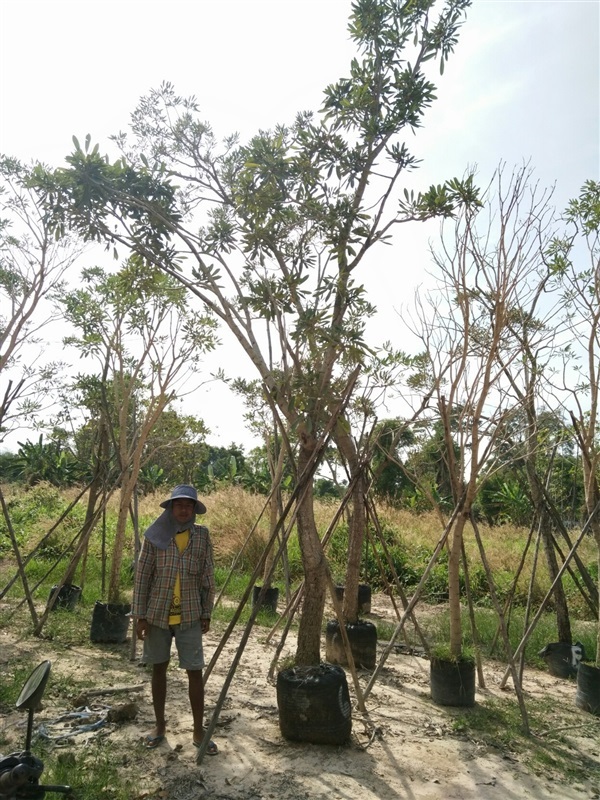 ต้นเหลืองปรีดียาธร 6นิ้ว 4.5เมตร | วุฒิไม้ล้อม - แก่งคอย สระบุรี
