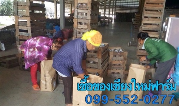 จำหน่ายก้อนเชื้อเห็ดฟาง  | ก้อนเชื้อเห็ดและอุปกรณ์เพาะเห็ด - ศรีประจันต์ สุพรรณบุรี