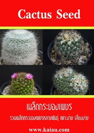 ขายเมล็ดกระบองเพชร สกุล Mammillaria รวม | kaiau - จตุจักร กรุงเทพมหานคร