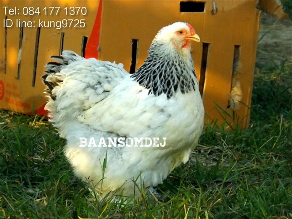 ขายไก่บราห์ม่าและไข่เชื้อราคาถูกสายพันธุ์แท้ | ไก่สวยงาม บ้านสมเด็จ -  เชียงใหม่
