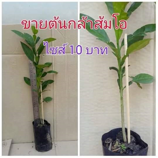 ต้นกล้าต้นตอส้มโอ | ขายต้นกล้าส้มโอ(มัญจาคีรี) - มัญจาคีรี ขอนแก่น