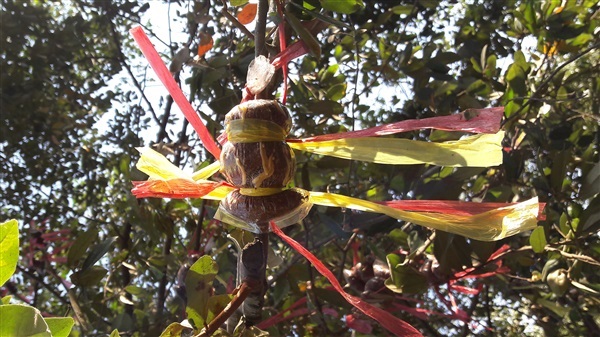เบี้ย ต้น และกิ่งตอนต้นรวงผึ้ง | ป๊อปอายไม้ประดับ - เมืองปราจีนบุรี ปราจีนบุรี