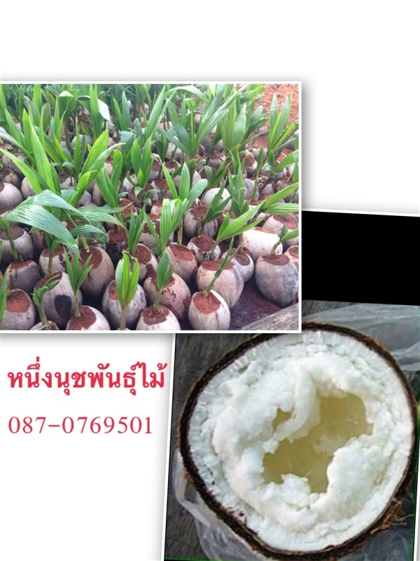 มะพร้าวกะทิ | ร้านหนึ่งนุชพันธุ์ไม้ - สามพราน นครปฐม