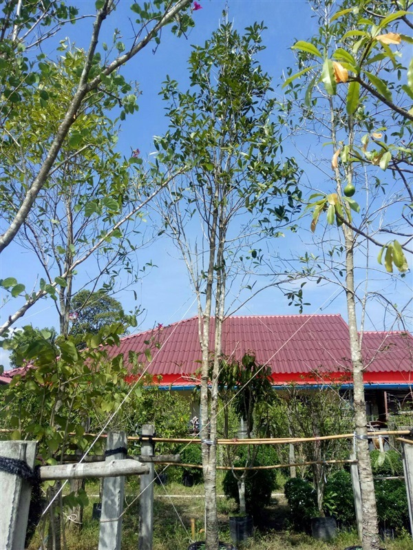 ต้นสารภี | ดิเรก บ้านดงบัง -  ปราจีนบุรี