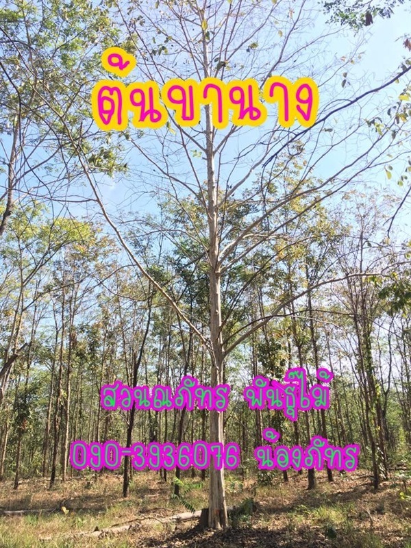 ต้นขานาง