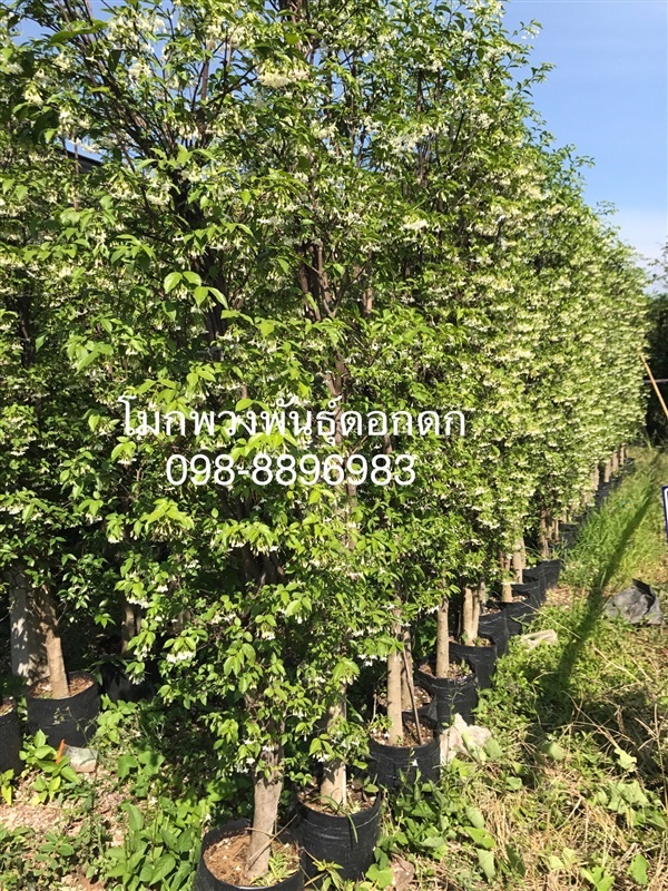 ต้นโมก โมกพวงพันธุ์ดอกดก (ภาพจริงจากสินค้าจริงที่ร้าน) | ฉลองรัตน์พันธุ์ไม้ - เมืองปราจีนบุรี ปราจีนบุรี