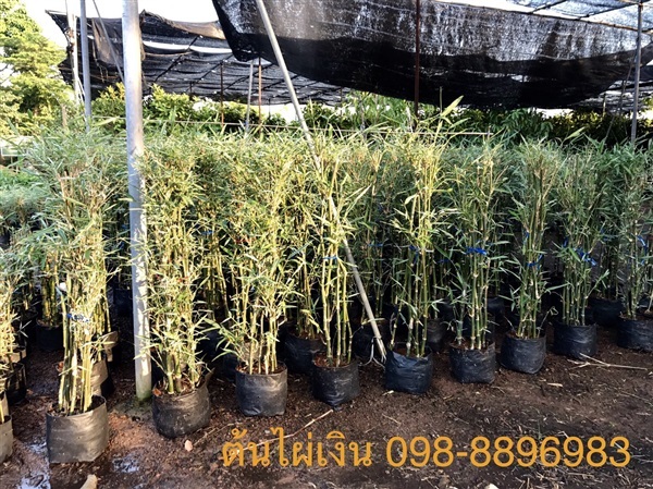 ขายต้นไผ่เงิน สูง 1.00 เมตร (ถาพสินค้าจริงจากทางร้าน) | ฉลองรัตน์พันธุ์ไม้ - เมืองปราจีนบุรี ปราจีนบุรี