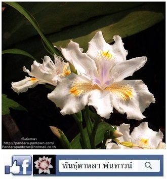 ไอริสสีขาวเหลือง | พันธุ์ดาหลา - เมืองเชียงใหม่ เชียงใหม่