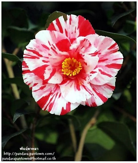 Camellia japonica 'Fukiage-shibori' | พันธุ์ดาหลา - เมืองเชียงใหม่ เชียงใหม่