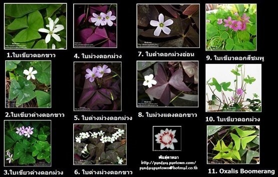 Oxalis | พันธุ์ดาหลา - เมืองเชียงใหม่ เชียงใหม่