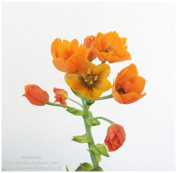 Ornithogalum dubium | พันธุ์ดาหลา - เมืองเชียงใหม่ เชียงใหม่