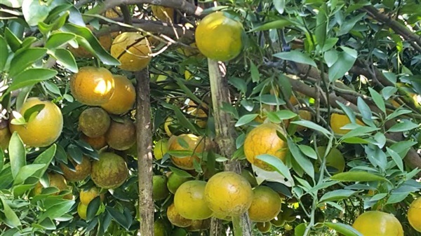 ขายส้ม สายน้ำผึ้ง โอเชี่ยนจากสวน | สวนส้มสายน้ำผึ้งโดย เจ้อ้อย ท่าตอน -  ปทุมธานี