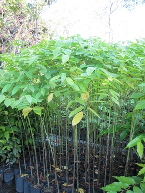 ต้นกระดังงาไทย | สวนสมโภชพันธุ์ไม้ - แก่งคอย สระบุรี