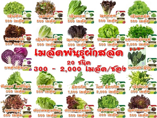 เมล็ดพันธุ์ผักสลัด 19 ชนิด ส่งฟรีเคอรี่ เมื่อซื้อครบ 250 บาท