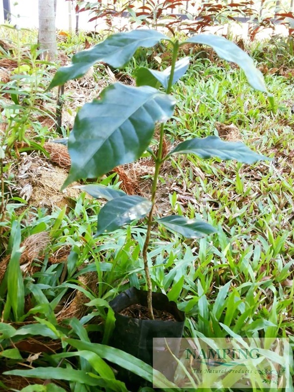 ต้นกาแฟอราบิก้า พร้อมลงรากปลูก ต้นเล็กประมาณ 50 ซ.ม. 					 | Namping The Natural Products - ลำลูกกา ปทุมธานี