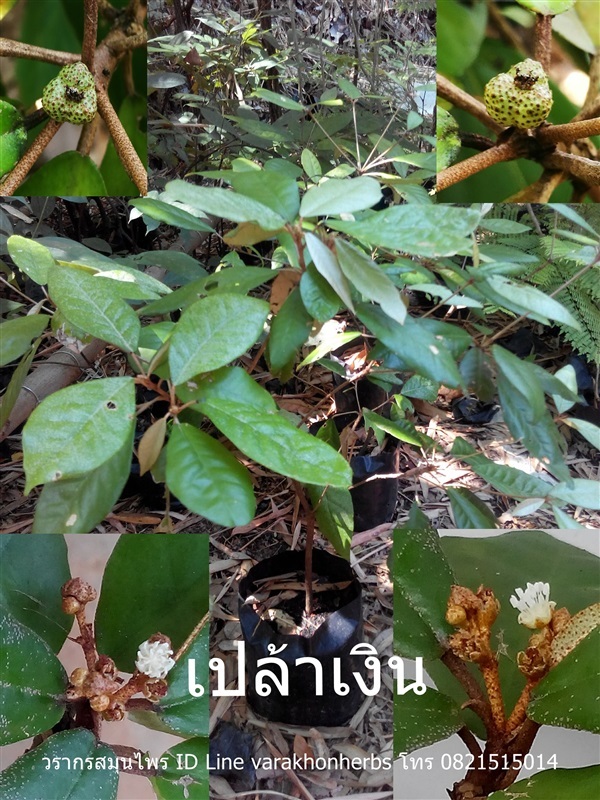 เปล้าเงิน | วรากรสมุนไพร - เมืองนครราชสีมา นครราชสีมา