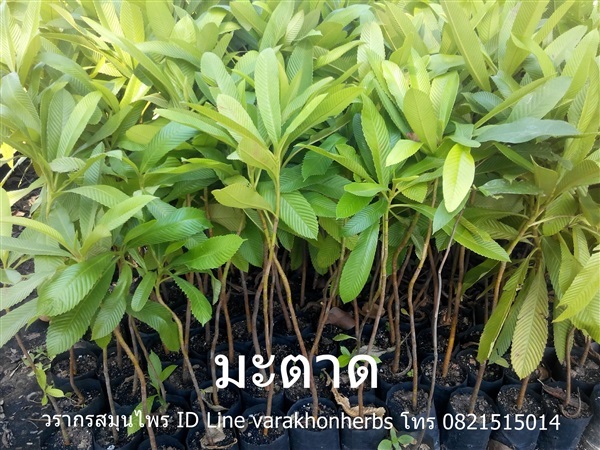 ต้นมะตาด