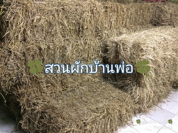 ฟางข้าว | สวนผักบ้านพ่อ - เมืองสมุทรปราการ สมุทรปราการ