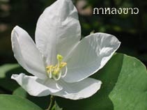 ต้นกาหลง | สวนสมโภชพันธุ์ไม้ - แก่งคอย สระบุรี