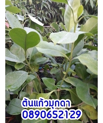 ต้นแก้วมุกดา | สวนสมโภชพันธุ์ไม้ - แก่งคอย สระบุรี
