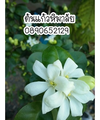 ต้นแก้วหิมาลัย หรือแก้วแคระ | สวนสมโภชพันธุ์ไม้ - แก่งคอย สระบุรี