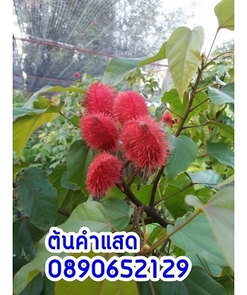 ต้นคำแสด | สวนสมโภชพันธุ์ไม้ - แก่งคอย สระบุรี