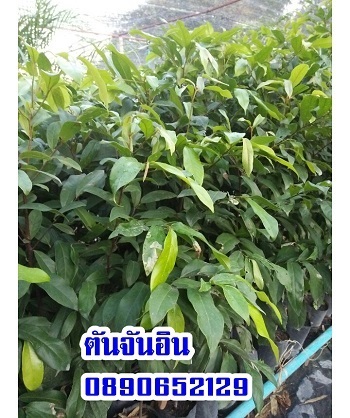 ต้นจันอิน  | สวนสมโภชพันธุ์ไม้ - แก่งคอย สระบุรี
