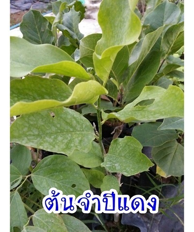 ต้นจำปีแดง | สวนสมโภชพันธุ์ไม้ - แก่งคอย สระบุรี