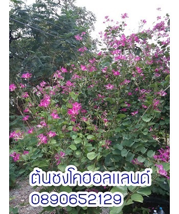 ต้นชงโคฮอลแลนด์ 